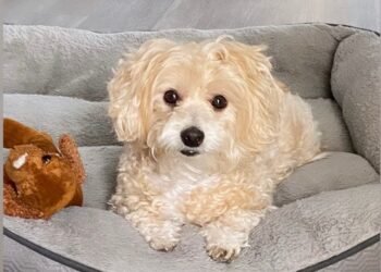 Signs Your Dog Sees You as Their Parent