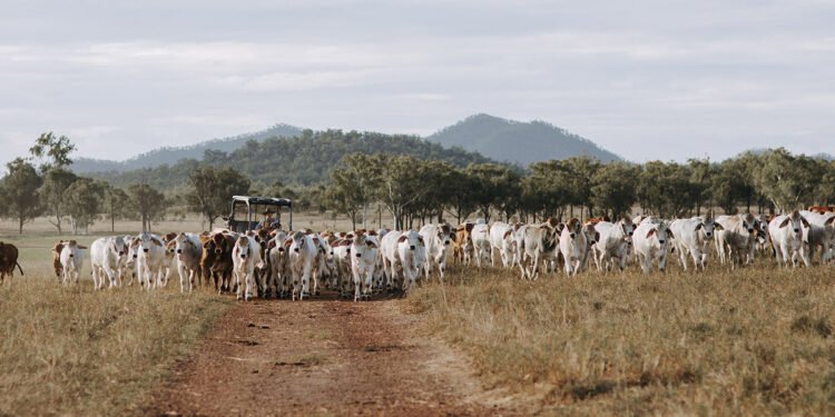 Beef Australia – May 2–8 2027