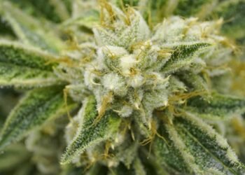 CannaCon Jun 26–27 2026