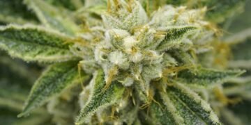 CannaCon Jun 26–27 2026