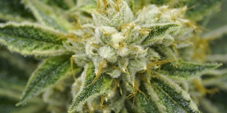 CannaCon Jun 26–27 2026