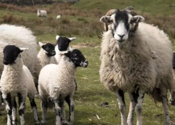 NSA SHEEP EVENT – Sheep Farming Exhibition – Jul 28–28 2026
