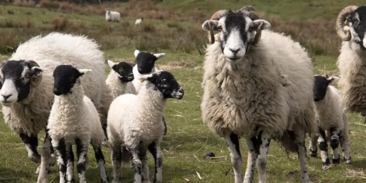 NSA SHEEP EVENT – Sheep Farming Exhibition – Jul 28–28 2026