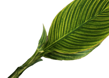 Nursery & Landscape Expo – TNLA Aug 11–13 2026