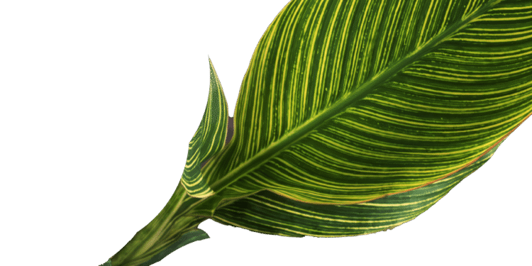 Nursery & Landscape Expo – TNLA Aug 11–13 2026