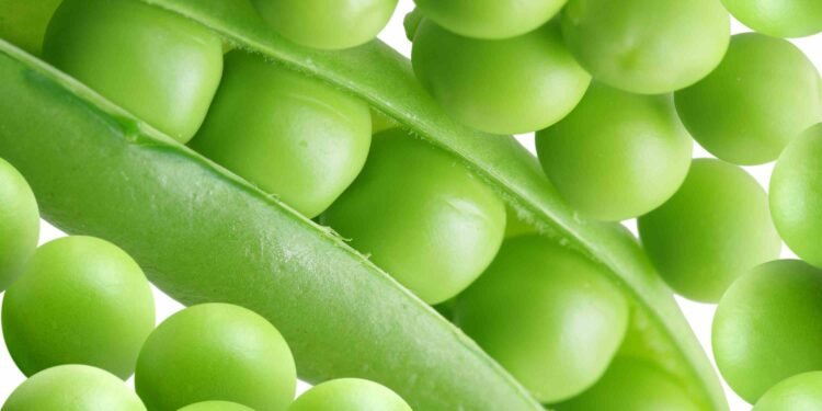 The Brazil Conference – International Fresh Produce Association Aug 4–5 2026