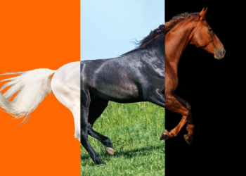 The Horses Fair Apr 25–26 2026